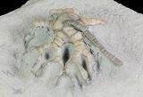 Hylodecrinus Crinoid Fossil - Indiana #66042-1